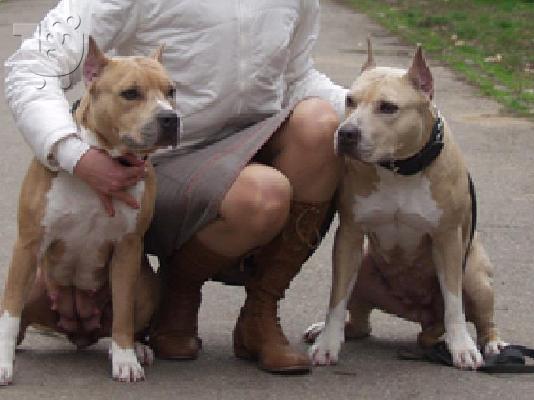 American Staffordshire Terrier - Τεριέ