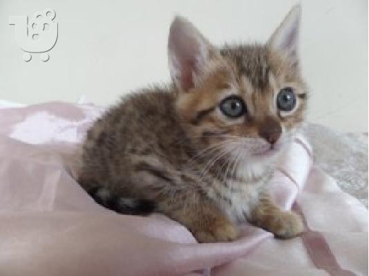 PoulaTo: Μπαιγκάλι σταυρό Maine Coon γατάκια