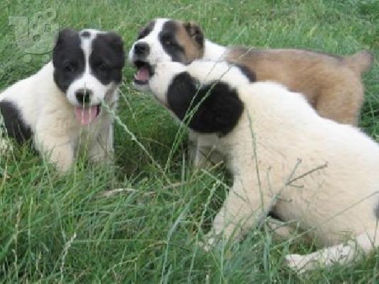 PoulaTo: ΠΟΙΜΕΝΙΚΟΣ ΚΕΝΤΡΙΚΗΣ ΑΣΙΑΣ  Ποιμενικοί Σκύλοι Σέτλαντ