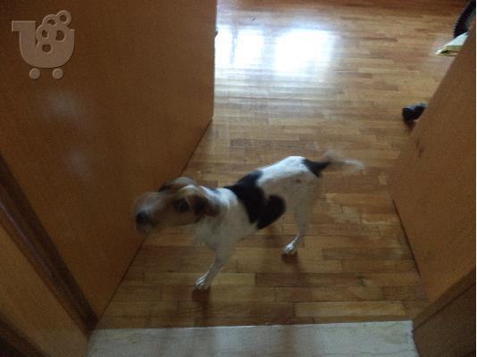 PoulaTo: Πωλείται Jack Russell Terrier