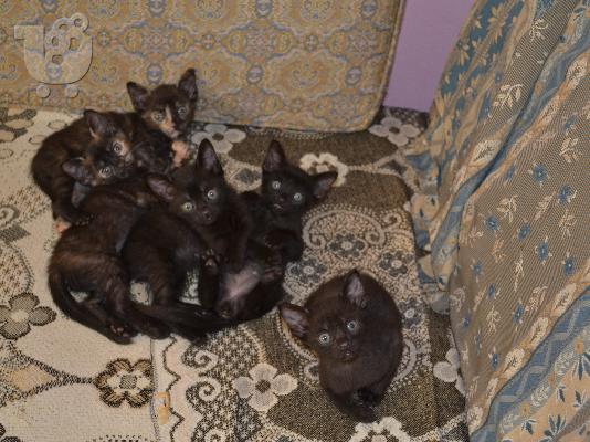 PoulaTo: χαρίζονται 6 μικρά γατάκια