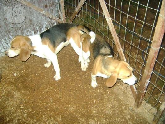 Αναγγελία γέννας Beagle
