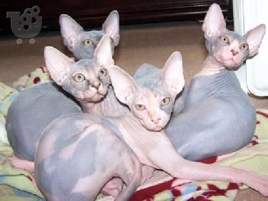 Beautiful and lovely Sphynx Kittens Available