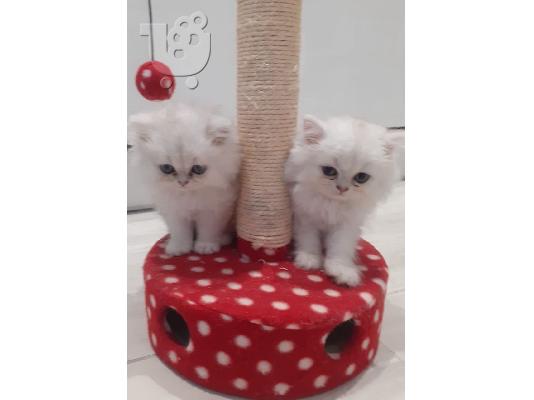 PoulaTo: Διαθέτουμε 2 γατάκια περσικής καθαρότητας