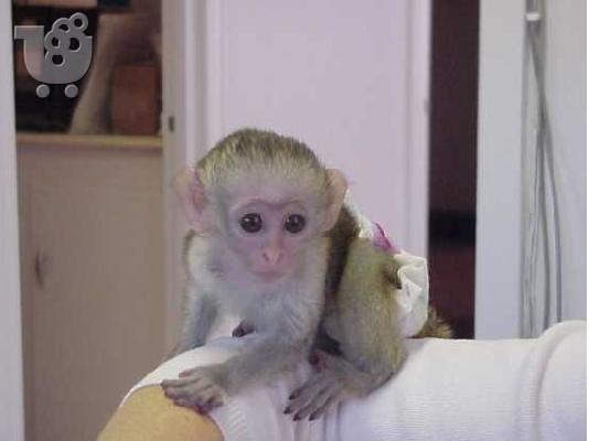 PoulaTo: Κορυφαία ποιότητα μωρό capuchin πιθήκους