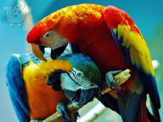 PoulaTo: Παπαγάλοι Macaw από το εκτροφείο