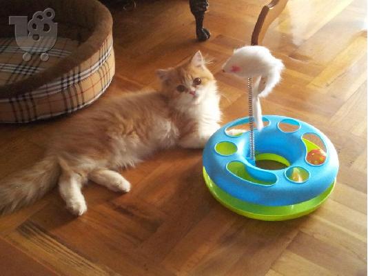 PoulaTo: Ζητείται γάτος Περσίας για ζευγάρωμα