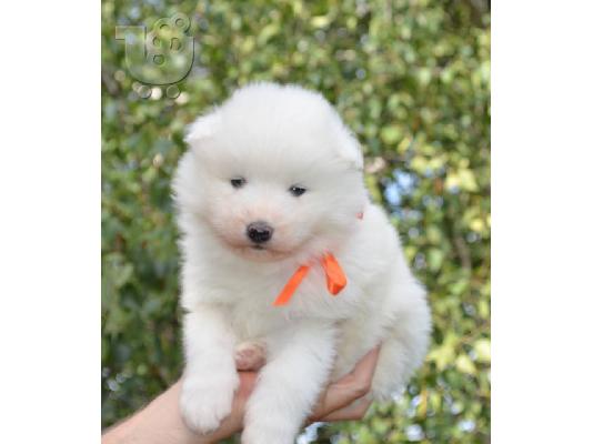 Samoyed puppies: Show-quality puppies from Champion parents.