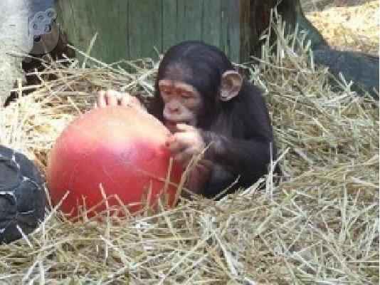 PoulaTo: Εξαιρετικές πιθήκους χιμπαντζή αρσενικών και θηλυκών
