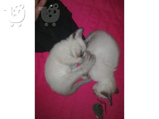 PoulaTo: Πωλειται Θηλυκο γατακι καθαροαιμο σιαμ 2 μηνων