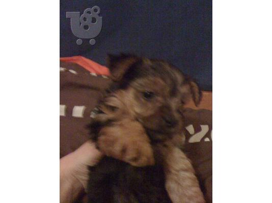 Πωλούνται κουταβάκια Yorkshire terrier