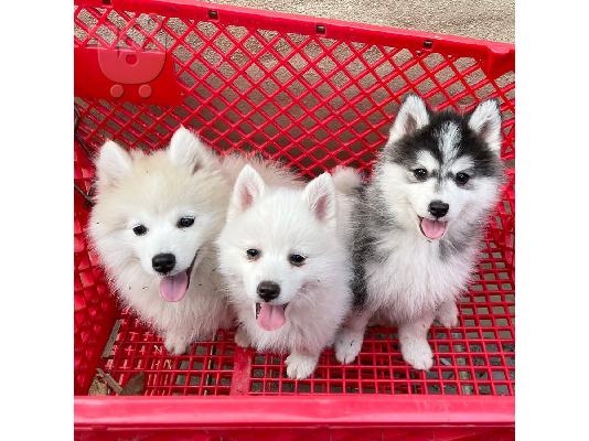 PoulaTo: Pomsky puppy is now ready for adoption