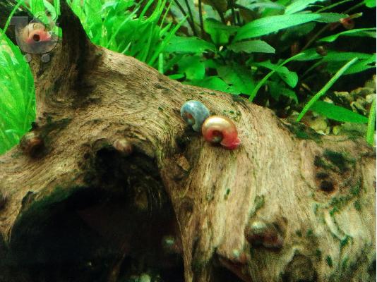 PoulaTo: ΔΙΝΟΝΤΑΙ ΓΑΡΙΔΕΣ RED CHERRY ΚΑΙ Ramshorn Snails