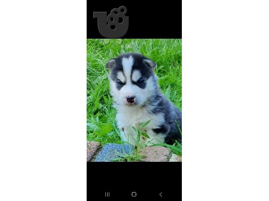 PoulaTo: Siberian husky puppy for sale