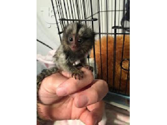 PoulaTo: baby marmoset  for 250€