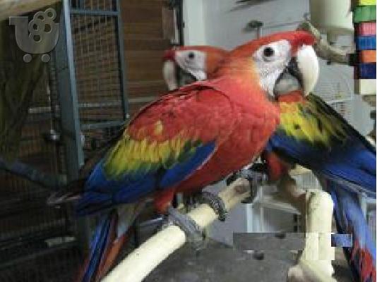 PoulaTo: Ζεύγος Scarlet Macaw παπαγάλοι με ένα τεράστιο κλουβί