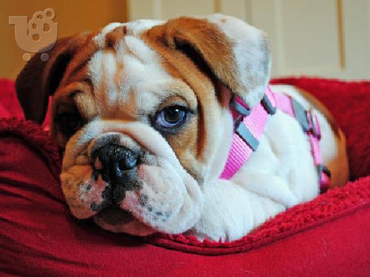 PoulaTo: Two Gorgeous Male and Female English Bulldog Puppies Available