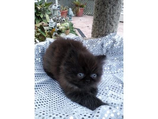 Cute Xmass Persian Kittens Διαθέσιμα αυτήν τη στιγμή
