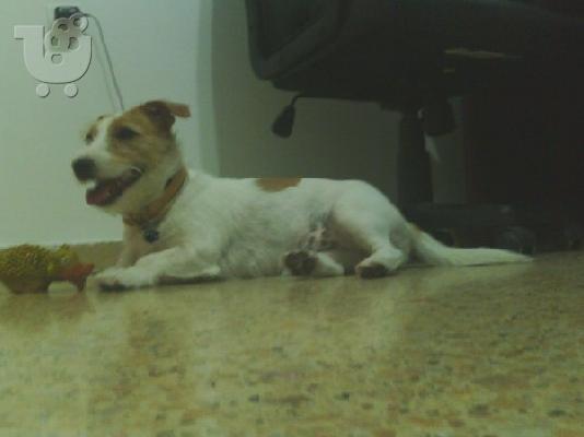 PoulaTo: jack russell