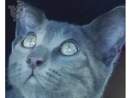 PoulaTo: gatos russian blue 8 minwn