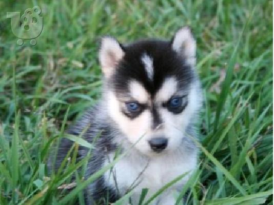 PoulaTo: Blue eyes male and female Siberian husky puppies for adoption