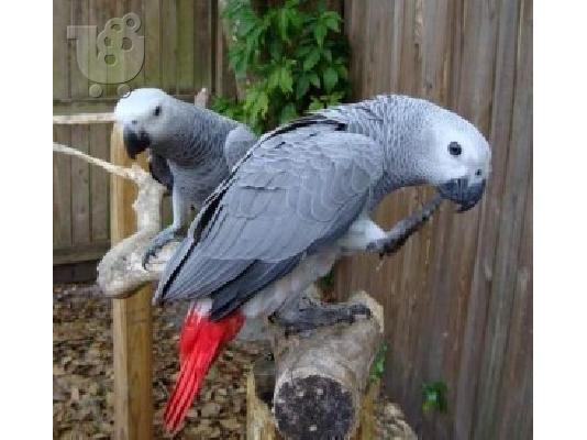 PoulaTo: Αφρικανική γκρίζα παπαγάλοι του Κονγκό για λάτρεις των πουλιών