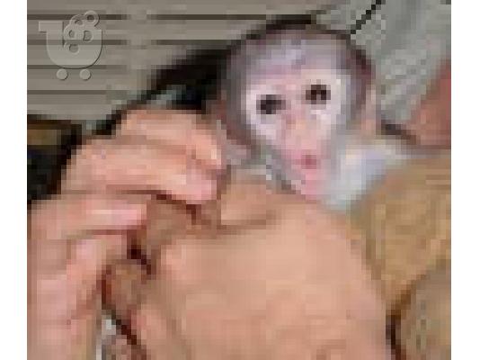 Χαριτωμένο είδος πιθήκου μαϊμού για υιοθεσία