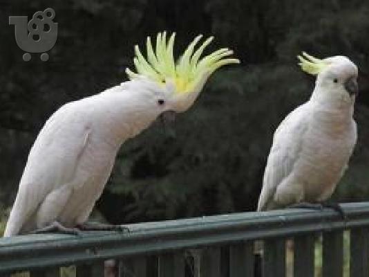 PoulaTo: Lovely Pair of Umbrella Cockatoos