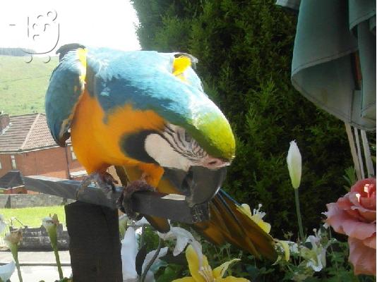Πουλάμε το μπλε & χρυσό macaw μας.