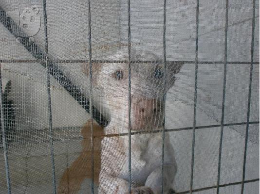 PoulaTo: Καλαζαρικο σκυλακι ψαχνει οικογενεια