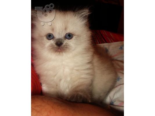 PoulaTo: Blue point himalayan persian αρσενικό γατάκι  Περσική (Persian)