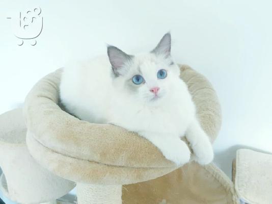 PoulaTo: Γενεαλογικά γατάκια Ragdoll