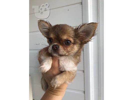 PoulaTo: Chihuahua, ένα ποιοτικό μικρό κουτάβι.