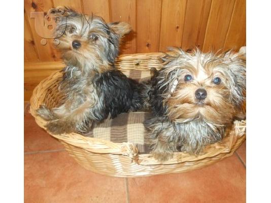 PoulaTo: Yorkshire Terrier κουτάβια προς πώληση
