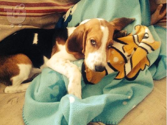 Πωλειται beagle 6 μηνων