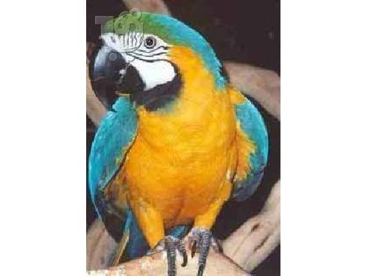 ΠΑΠΑΓΑΛΟΣ ελεύθερος Macaw-