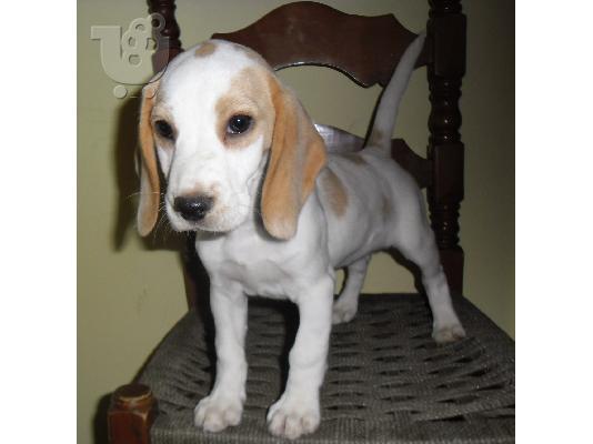 PoulaTo: Beagle