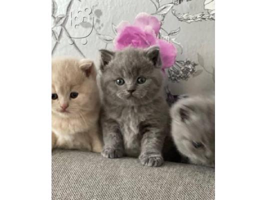 PoulaTo: adorable kittens for adoption