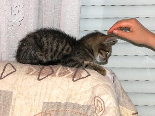 PoulaTo: Χαρίζονται για υιοθεσία δύο γατάκια. Αναλαμβανουμε τη μεταφορά τους και εκτός Θεσσαλονίκης