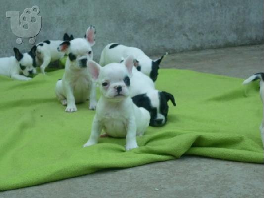 PoulaTo: french bulldog puppies