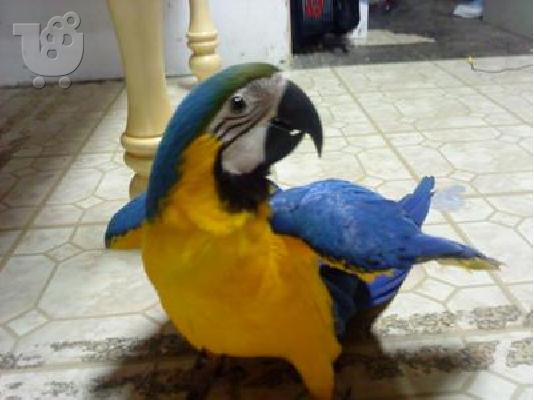 PoulaTo: Tame Blue και Gold Macaw 12mths Με το κλουβί και τα παιχνίδια