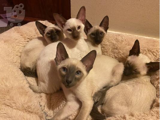 PoulaTo: Σιαμέζα γατάκια προς πώληση