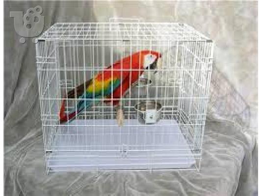 PoulaTo: scarlet παπαγάλος macaw για 200 ευρώ