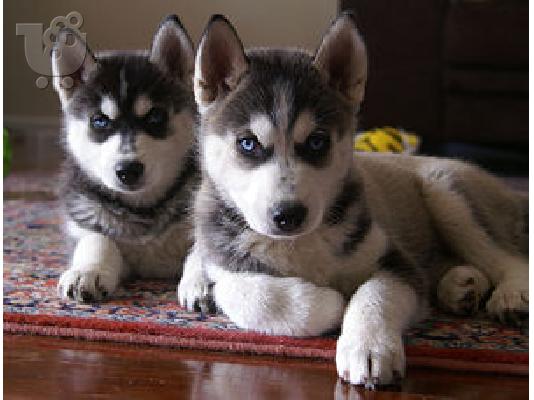 PoulaTo: Cachorros husky siberiano lindo y encantador para la adopción esta Navidad