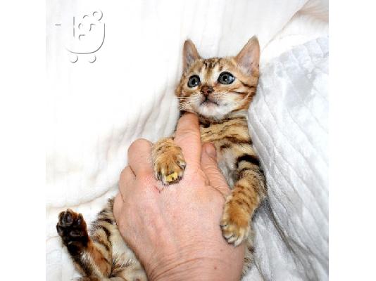 PoulaTo: BENGALOS gatitos disponibles