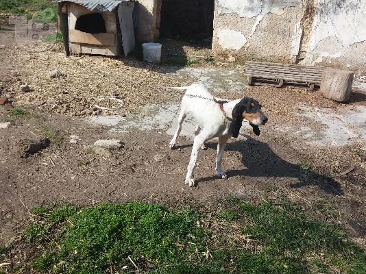 PoulaTo: Πωλείται κυνηγητικός σκύλος Αριένγις