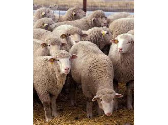 PoulaTo: Πωλούνται πρόβατα γερμανικά!