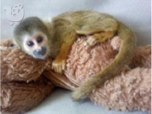 PoulaTo: μωρό αγόρι σκίουρος μαϊμού Χαμαιλέοντες