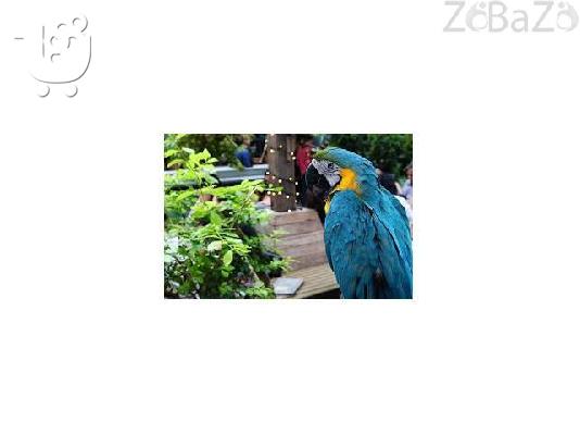 Ygií Macaws kai papagáloi gia Rehoming Parakaló epikoinoníste mazí mas