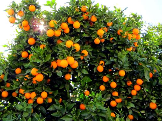 PoulaTo: Πορτοκάλια Αργολίδας Παραγωγής Μας